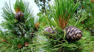 Выращиваем кедры своими руками. Нюансы выращивания.