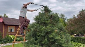 Формирование обрезка сосны