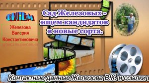 Сад Железовых - ищем кандидатов в новые сорта.