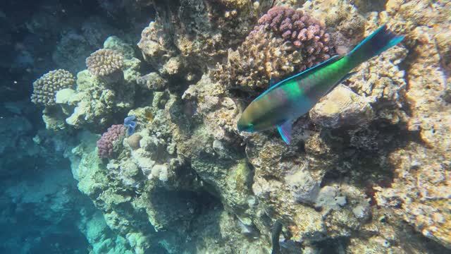 Египет, Jun 2025, Шарм-эш-Шейх, Хадаба, Dream Vacation Resort 4*/Dream Beach Resort, пляж, риф смотреть онлайн