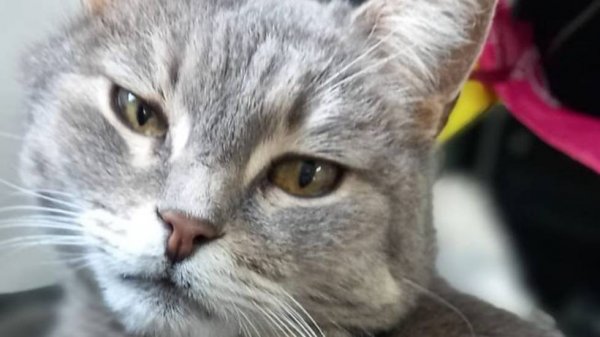 Amethyst TOP1 level SHOWCASE