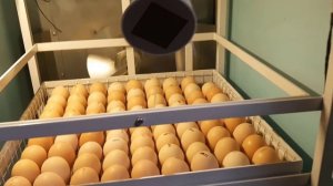 Инкубатор на 400 яиц инкубация бройлера.