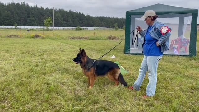 ЮНИОРЫ СУКИ ДШ / КЧК КУРСК 28 июня`25 Е.Никитина Моно немецких овчарок