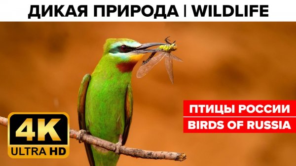 Птицы России