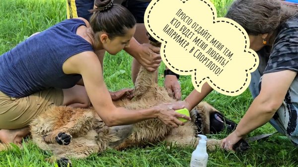 У Пса Кубика ужасный день! А, нет, прекрасный! А,нет, снова ужасный! Мочим и моем собаку в шесть рук