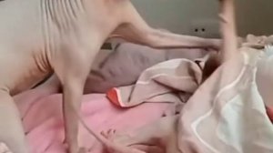 Смешные коты