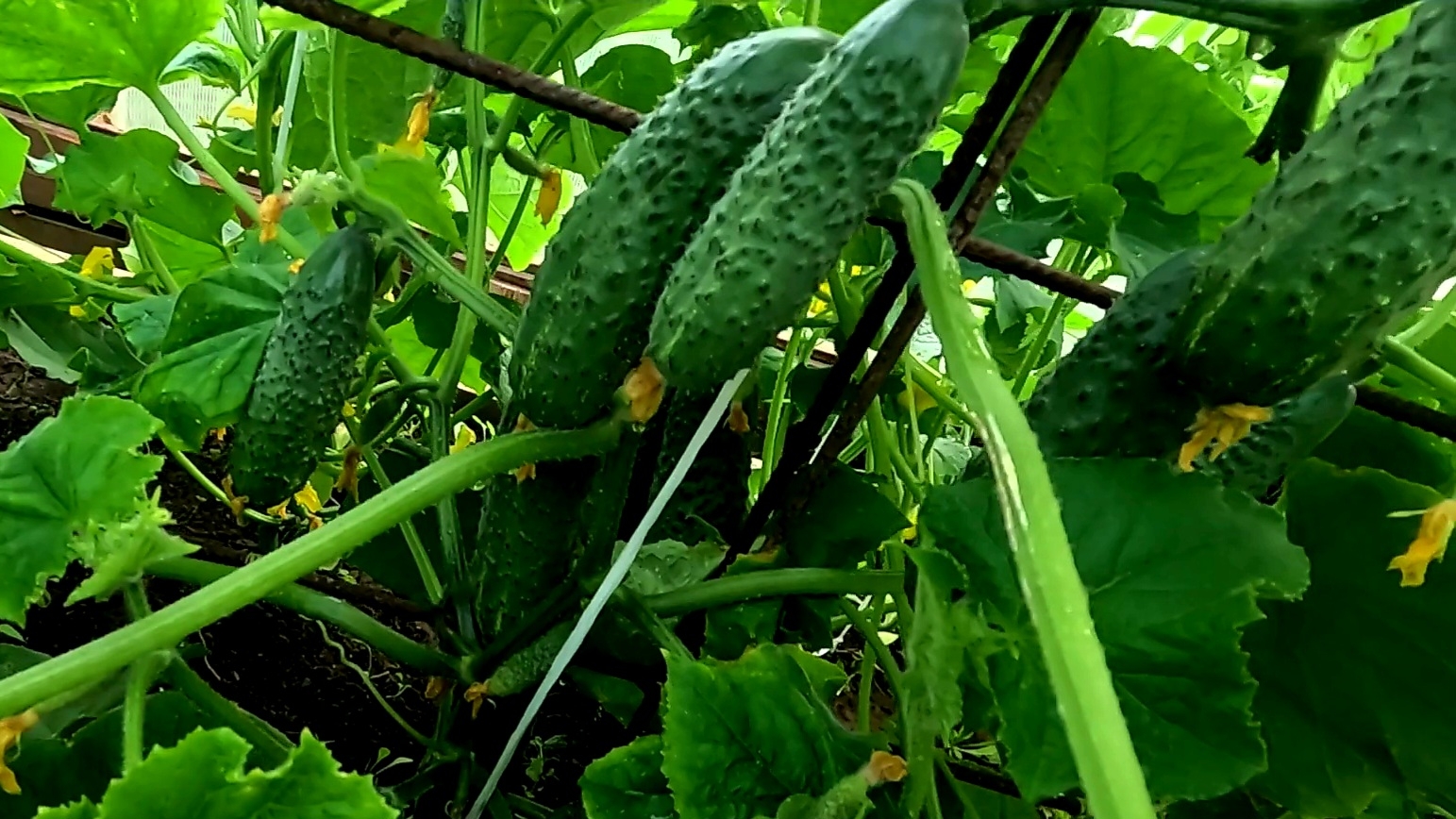 🥒 Подвязка и формировка огурцов. Огромный урожай огурцов, всем хватит. смотреть онлайн