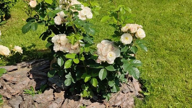 Розы. Буке парфе обзор. смотреть онлайн