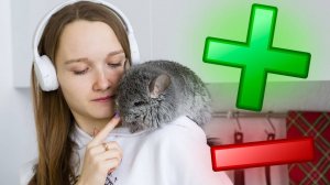 Плюсы и минусы Шиншилл