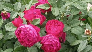 Розы и жара +37.