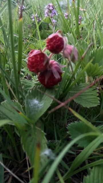 Земляничная полянка