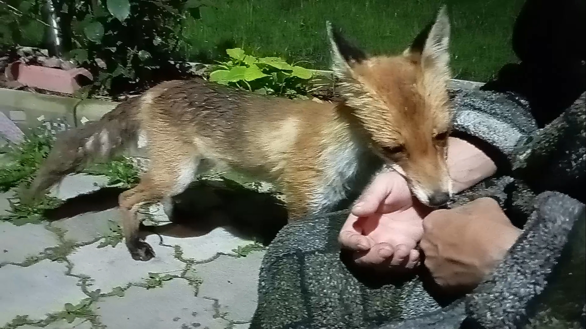 (1063) Лиса приходит в гости. Июль 2025 смотреть онлайн