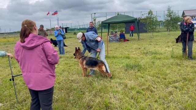 ОТКРЫТЫЙ СУКИ / КЧК КУРСК 28 июня`25 Е.Никитина Моно немецких овчарок