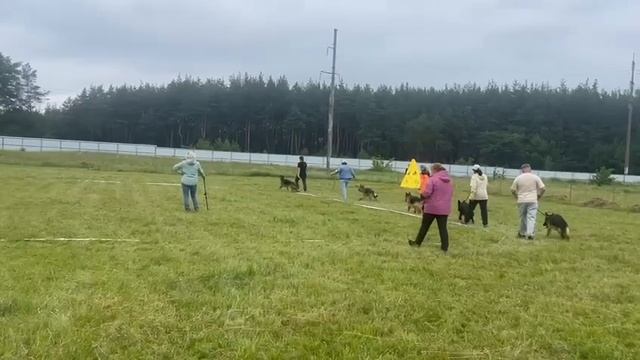 ЮНИОРЫ СУКИ / КЧК КУРСК 28 июня`25 Е.Никитина Моно немецких овчарок