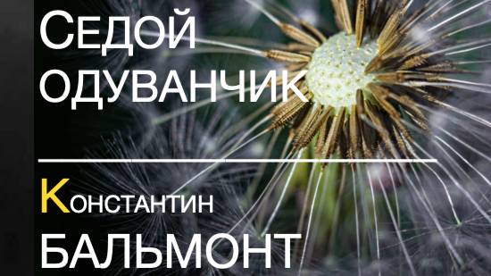 СЕДОЙ ОДУВАНЧИК Константин БАЛЬМОНТ смотреть онлайн