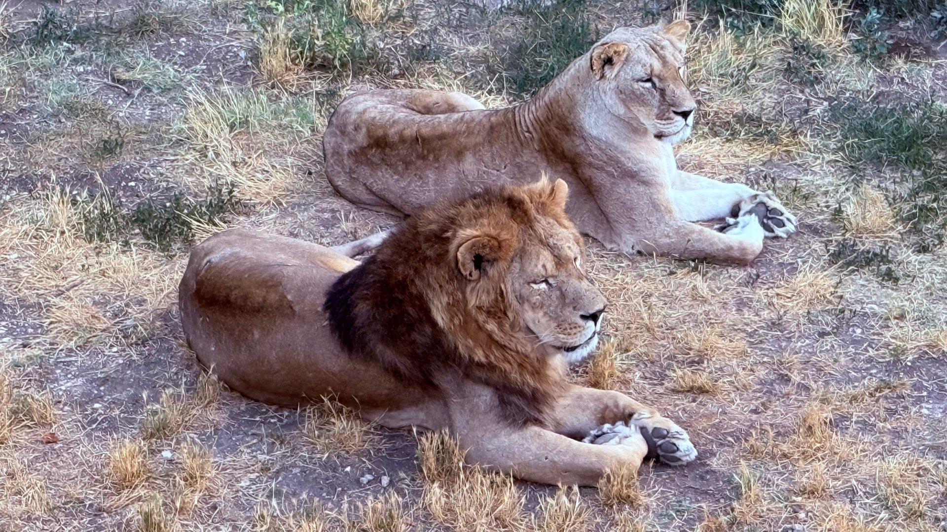 ТАЙГАН! АТАКА ЛЬВОВ! Здесь всё и произошло. У Чука увели подругу смотреть онлайн