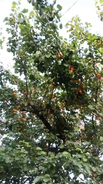 Три палки кинул и семь килограмм абрикосов собрал! Шли мимо, а тут оно! Абрикосовое дерево!