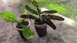 Как легко укоренить кротон.