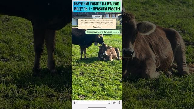 WALEAD обучение.
Модуль 1: правила работы смотреть онлайн