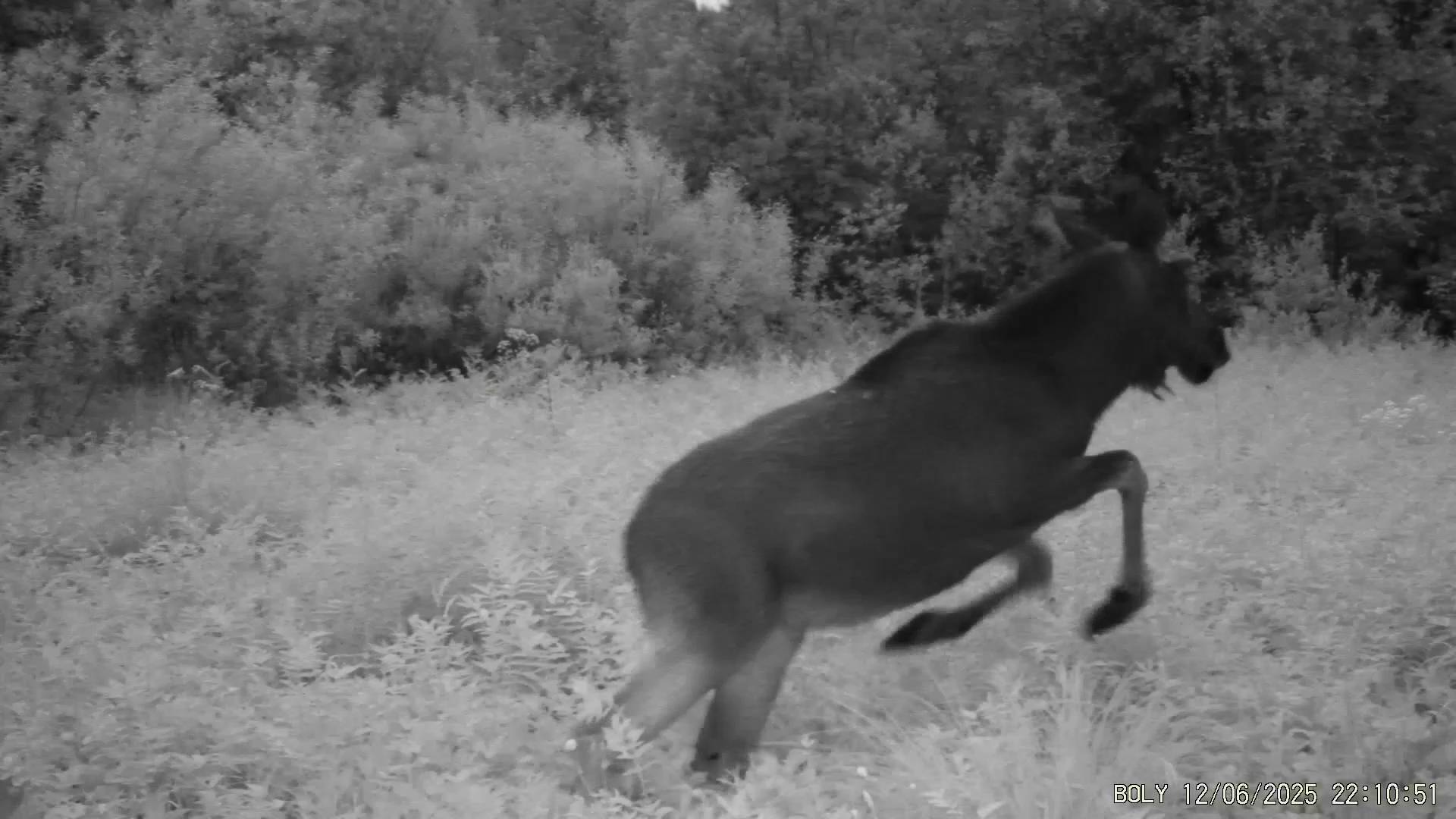 Июнь 2025. Проверка фотоловушек. смотреть онлайн