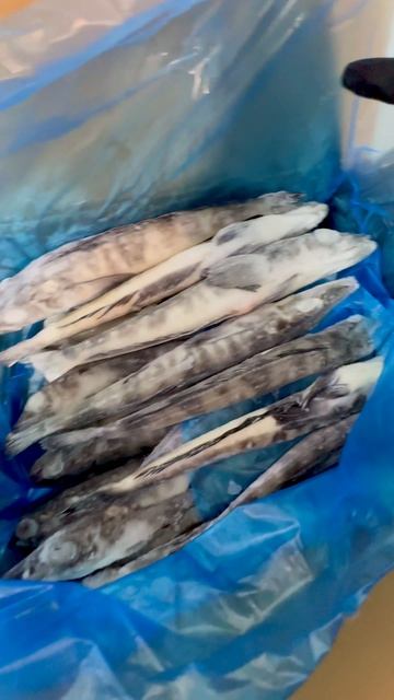 Ледяная рыба