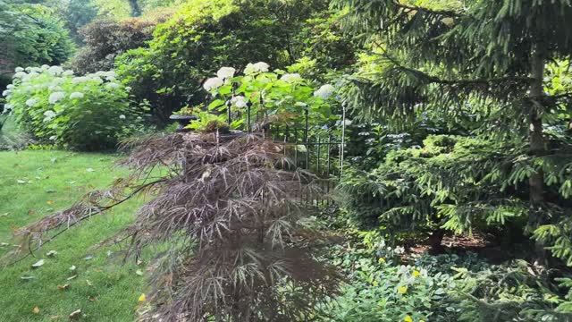 САДЫ США. САД ПОД БОСТОНОМ УТРО В ПРЕКРАСНОМ САДУ ИЮНЬ 2025) смотреть онлайн