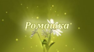 Лечебные свойства ромашки