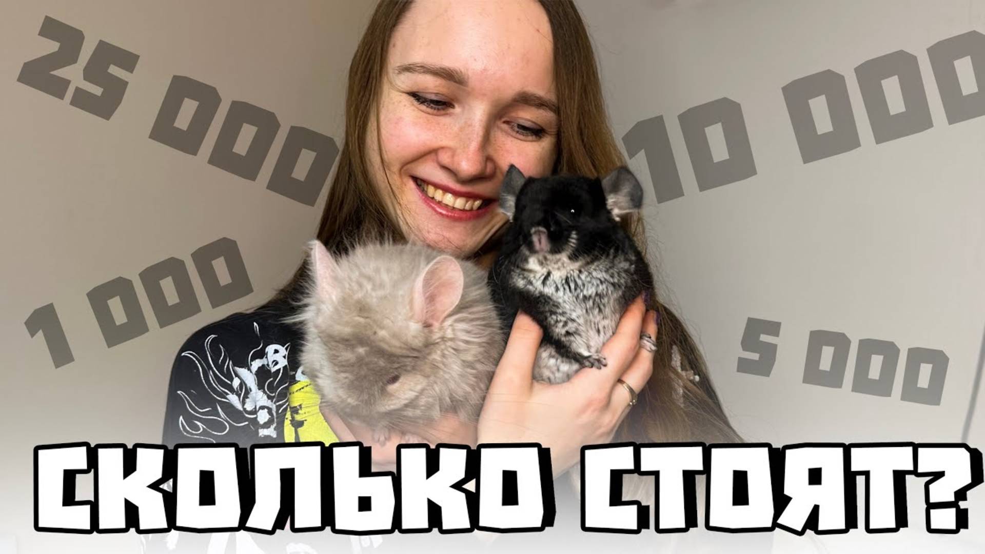 Сколько стоит шиншилла? | Цены на всех шиншилл смотреть онлайн