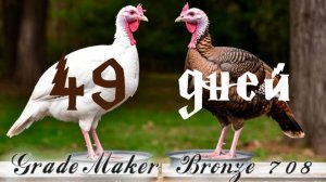 Взвешивание среднетяжелой индейки грейд мейкер и бронза 708 Франция. Возраст 7 недель