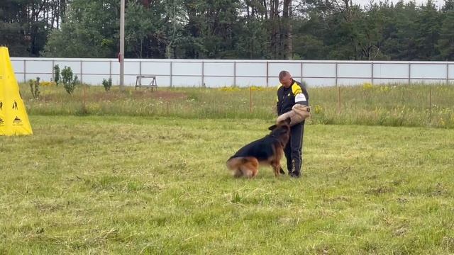 1 Отл. АЛЬБУС ХОГВАРТЦ +++ №24 / КЧК КУРСК 28 июня`25 Е.Никитина Моно немецких овчарок