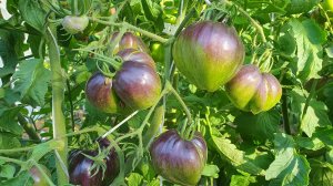 ОБЗОР СОРТОВ ТОМАТОВ СЕЛЕКЦИИ СОФИИ СААКОВОЙ В ОГ 11 ИЮЛЯ 2025.