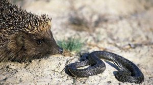 Тактика ежа против гадюки