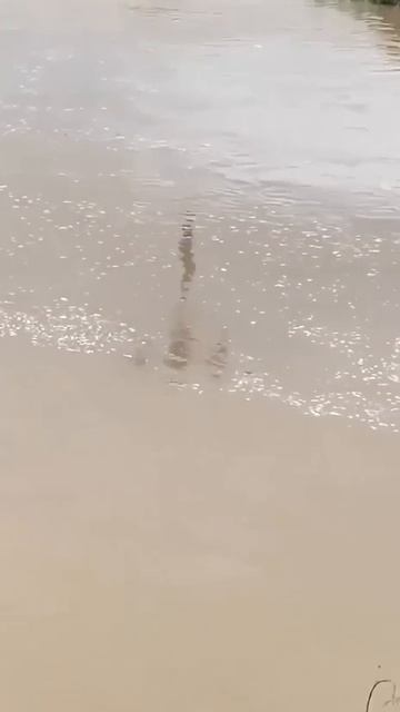 Во Вьетнаме фермер вытащил из воды тонущих детей с помощью сельскохозяйственного дрона смотреть онлайн