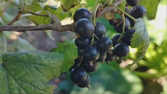 Чёрная смородина 🫐🫐🫐- Алёна Росс смотреть онлайн