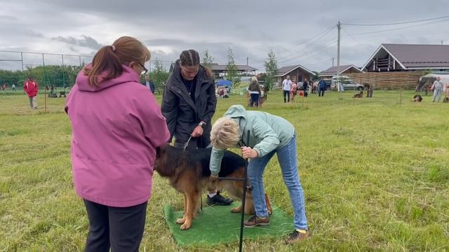 РАБОЧИЙ КОБЕЛИ ДШ / КЧК КУРСК 28 июня`25 Е.Никитина Моно немецких овчарок