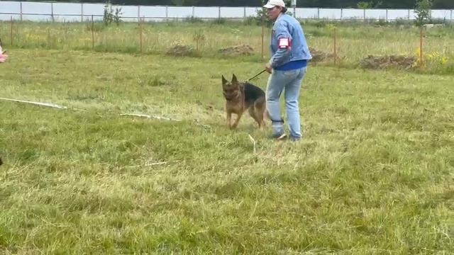 ЮНИОРЫ СУКИ / КЧК КУРСК 28 июня`25 Е.Никитина Моно немецких овчарок
