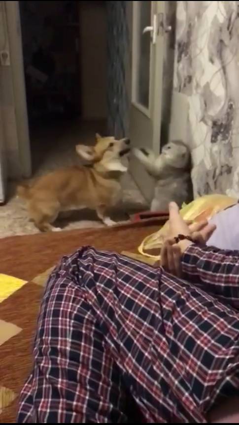 Собака хочет играть, а кот видимо нет. Домашние животные смотреть онлайн