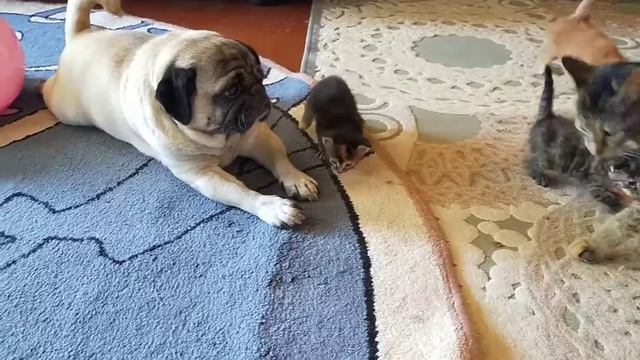 Мопс Дон Хуан и котята