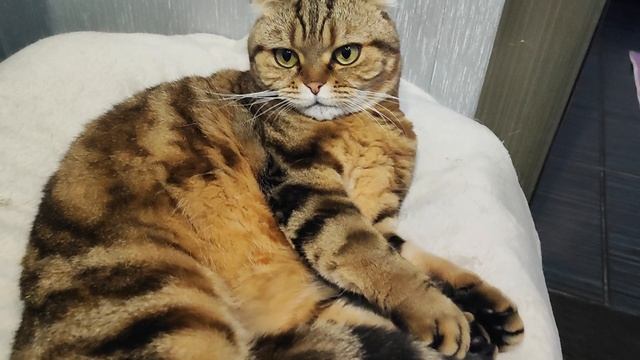 Неженки любимуши💗🥰 смотреть онлайн