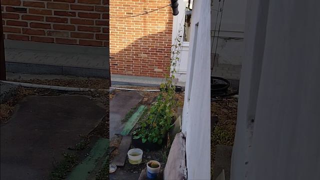 Помираю от жары😩.mp4