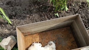 С УТРА ЖАРЮ/ОДЕЛИ НОВЫЕ ЗОЛОТЫЕ СЕРЁЖКИ👋