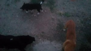 VID_20250710_203539.mp4