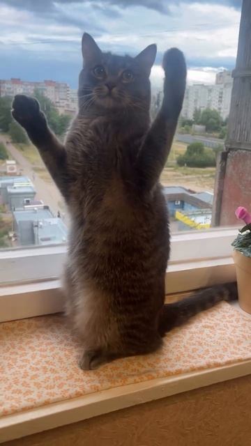 Коты стоят на задних лапах #shorts смотреть онлайн