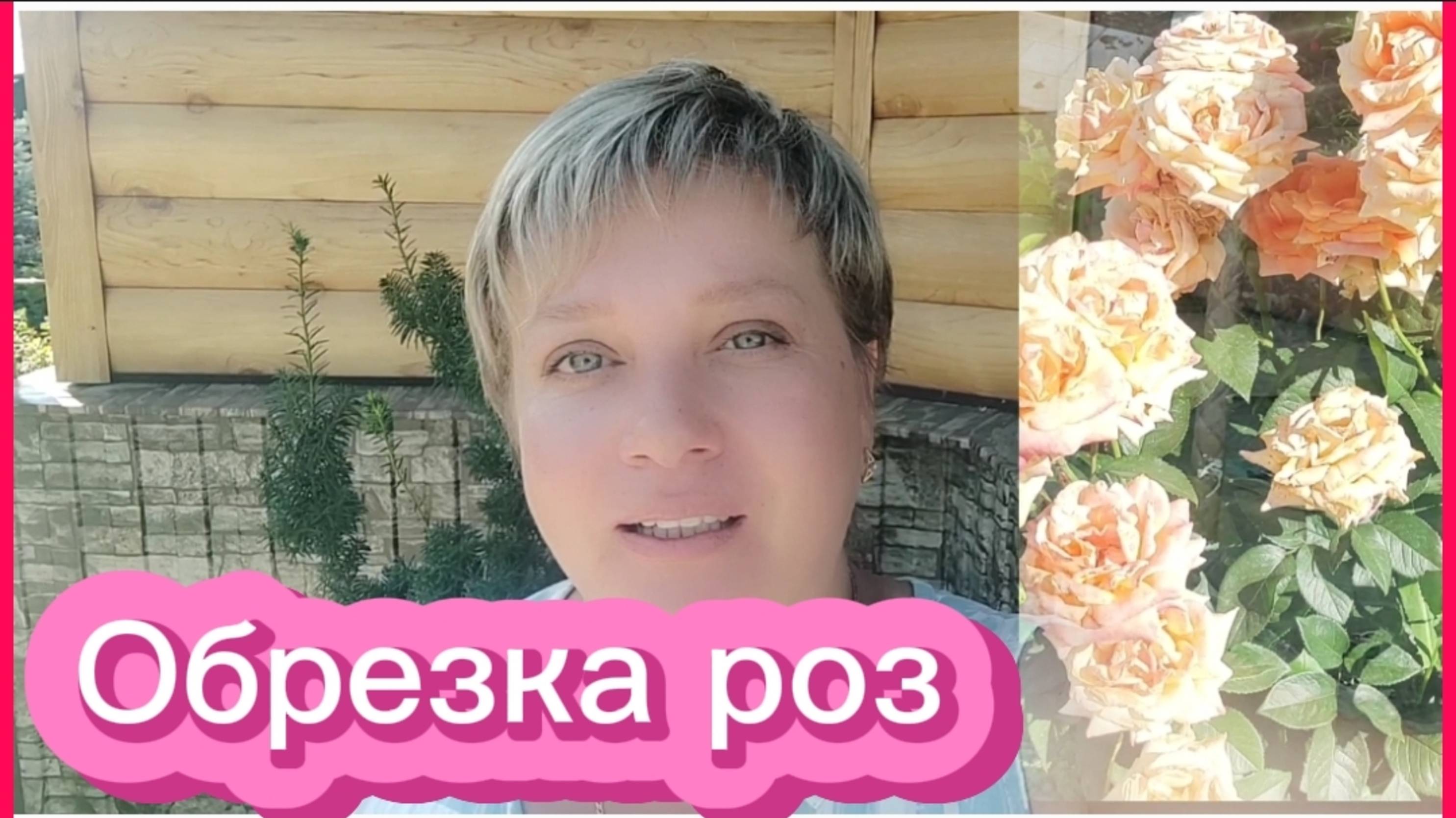 Обрезка роз после цветения. Гортензии. Лилейники. смотреть онлайн