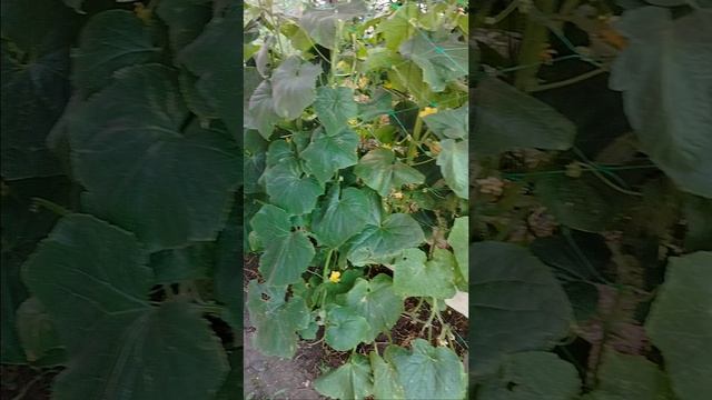 Спасаю урожай от жары.mp4