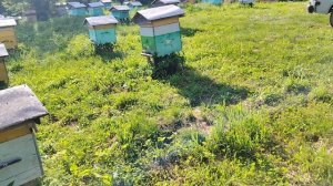 Откачали мед. Закончили первую качку, дягель. Мед отменный.