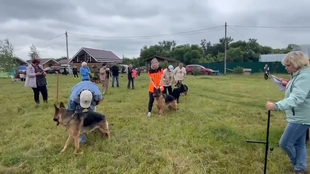 ЮНИОРЫ СУКИ / КЧК КУРСК 28 июня`25 Е.Никитина Моно немецких овчарок