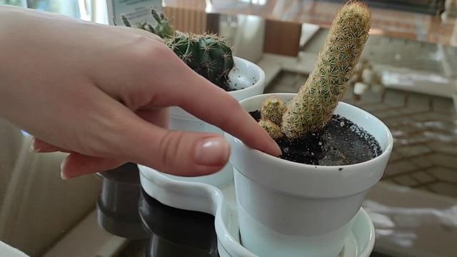 Обзор отеля Quattro Beach Spa & Resort, Июль 2025 , 5 звёзд Турция Аланья (3 часть) смотреть онлайн