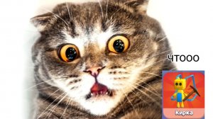 как найти шику кирку в супер беар адвенчер