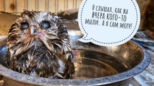 Маленькая сова в мисочке: мохноногий сыч Чучундрий умывается